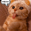 firecat_offical avatar
