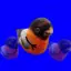 Snegir avatar
