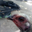 the_one_and_only_chicken avatar