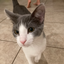 im-a-cat-official avatar