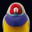 SupaZoom avatar
