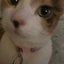 RbogAndCloudy avatar