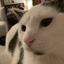 Miso_The_Cat avatar