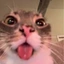 cat_44364 avatar