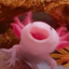 The_axolotl_dude avatar