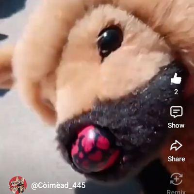 @coco_the_kit_