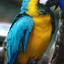blue_Parrot avatar