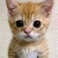 susBuddy avatar
