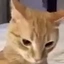 Dynablaur avatar