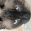 RetryNowMyDear avatar