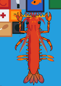 Shrimp ragdoll