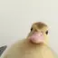 secretMrDuck avatar