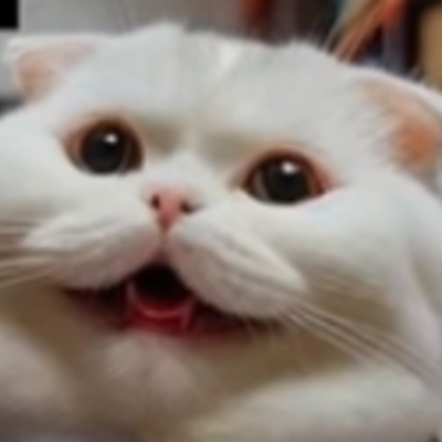 @tail_hoops