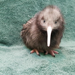 @keywe_bird