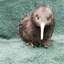keywe_bird avatar