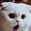 plauwhldilp avatar