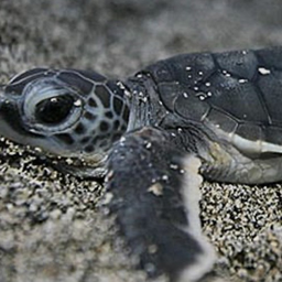 @turtlle