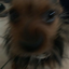 lil-legend1 avatar