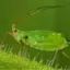 Alien-Naily avatar