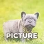 puppy1238 avatar