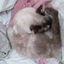 CindyeMily avatar