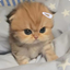 mimi_neko avatar