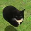 MaxellTheCat avatar
