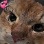 Saadia647 avatar