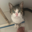 jonnyzinho avatar