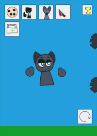 Gray ragdoll