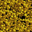 tunner_2-0-2-6 avatar