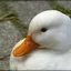 MiniQuack avatar