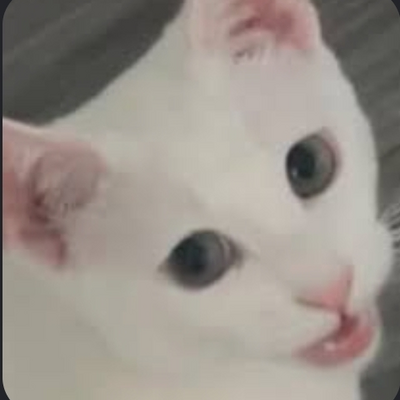 @kitty_iLovecats1
