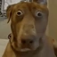 ilikesprunkicuzitscool avatar