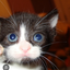didjeidjsjdjsaj avatar