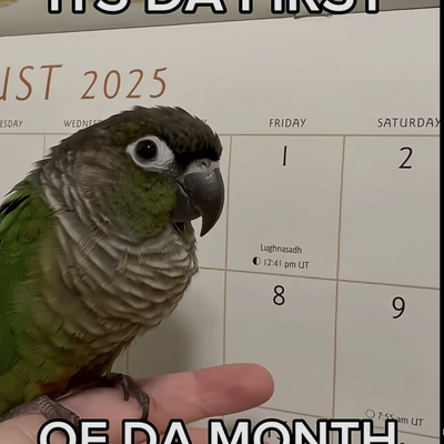 @conure