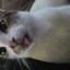TheMadCatter avatar