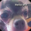 Chihuahua_ avatar
