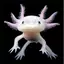 axoworldoffishal avatar