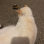 purtweethecat avatar