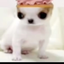 silly-ama_a-torrajas avatar