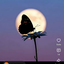 furry_op avatar