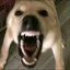 elyby avatar