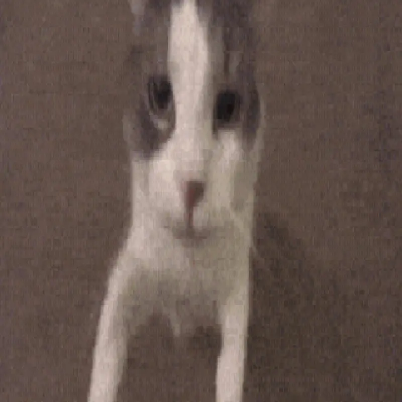 Real gif cat by @arasoyuncu