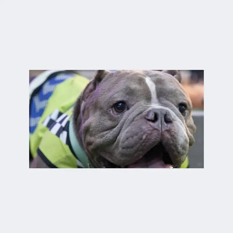 American bully by @pao0911