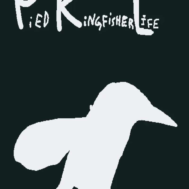Pied kingfisher life! Tags: by @kapro_studios