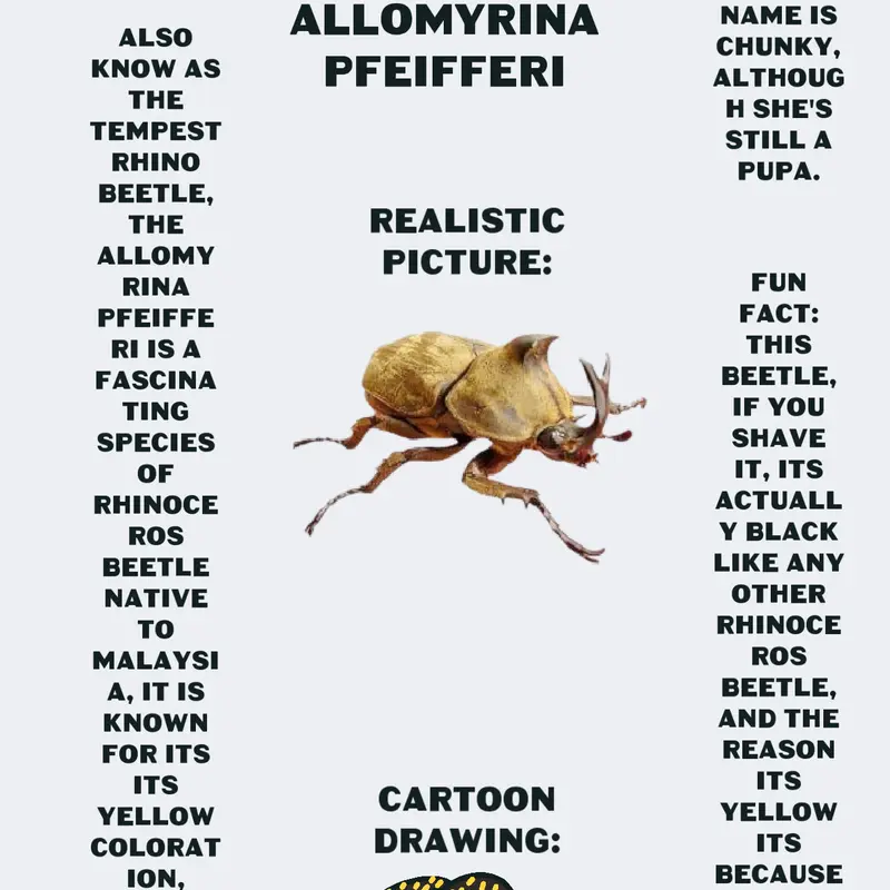 Allomyrina pfeifferi by @pao0911