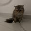 cobrick_otoole avatar