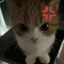 Randomangrycat avatar