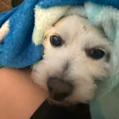 @ThatOneCuteDog